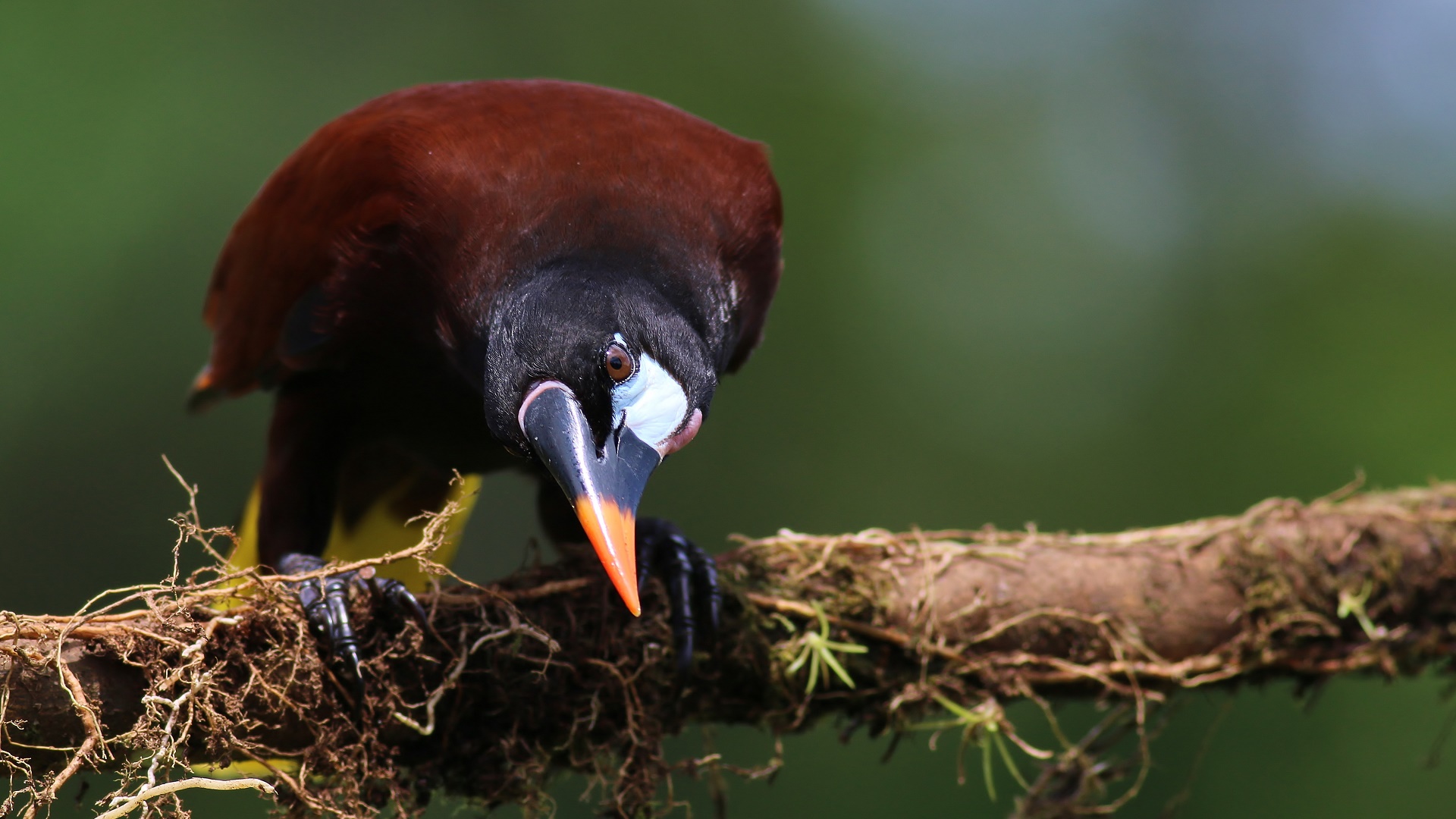Montezuma Oropendola
